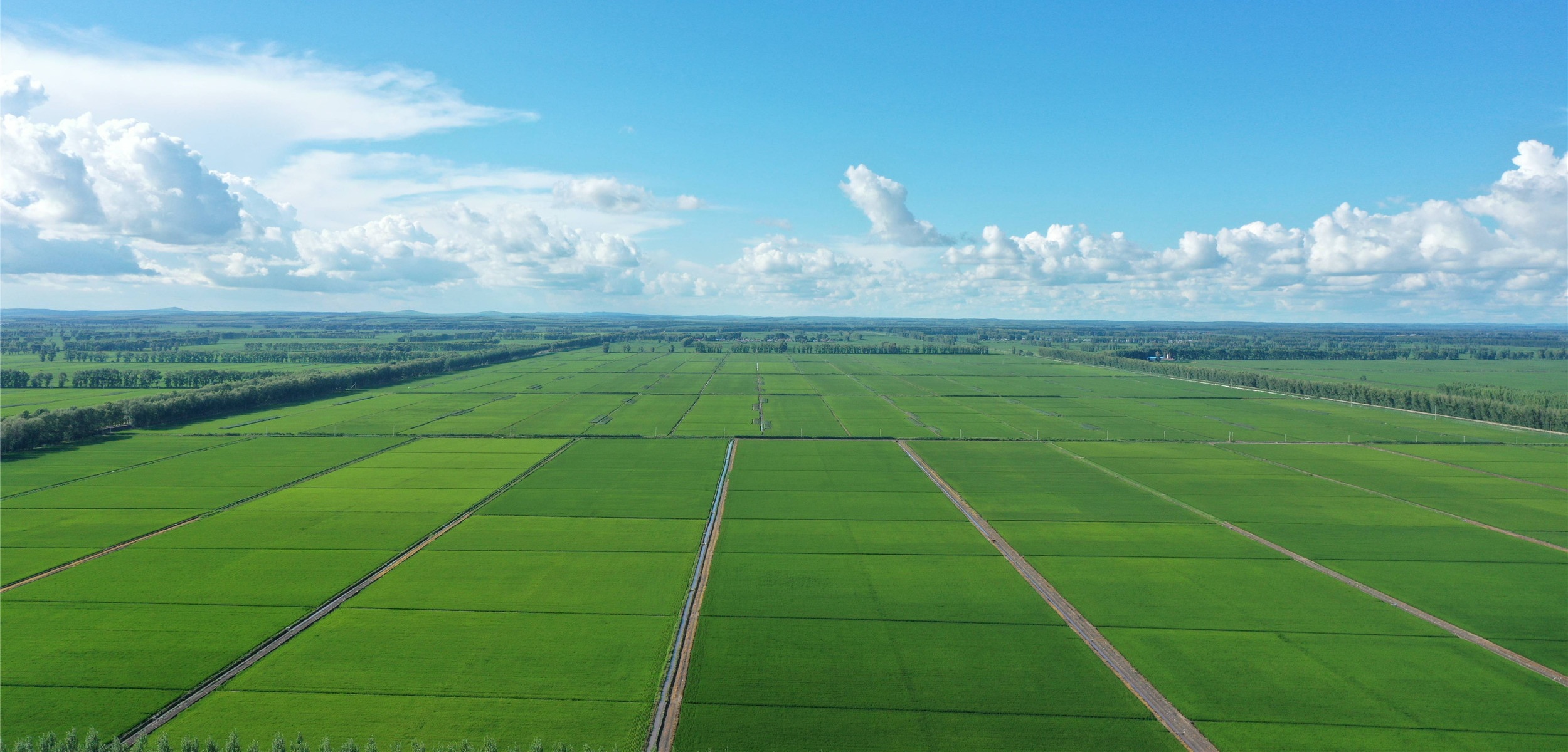 春天秧苗 祈盼金秋