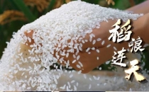 东北辽、吉、黑三省大米主要产区介绍