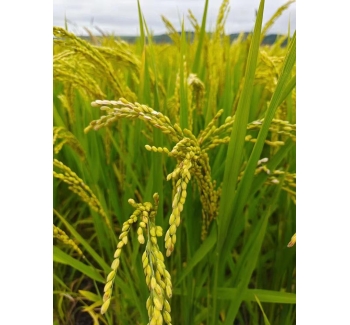 科左后旗大米：来自草原的白色黄金