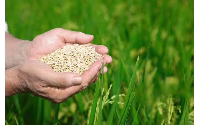 今年辽宁人均粮食产量超1143斤