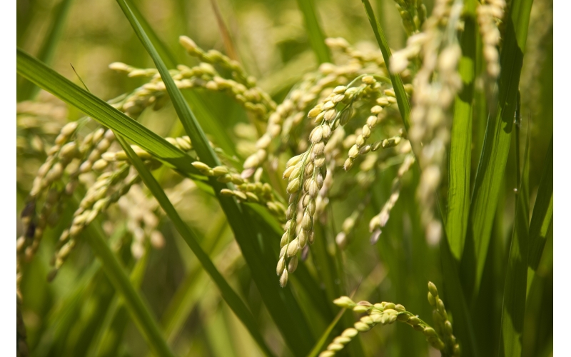 提高粮食产量，需要有新的思维