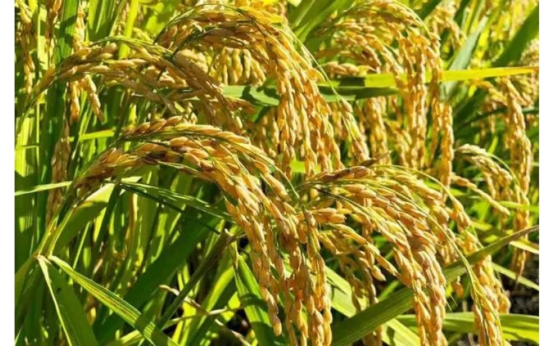 黑龙江省哈尔滨市方正大米国家地理标志示范区顺利通过实地验收