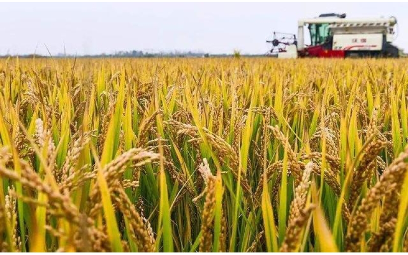 丰收的喜悦-辽宁铁岭守护黑土地 推广新技术 惠及种粮人 让每一寸耕地都产出&ldquo;金果果&rdquo;