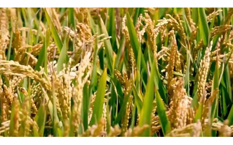 黑龙江&ldquo;方正大米&rdquo;&ldquo;五常大米&rdquo;入选国家地理标志保护示范区