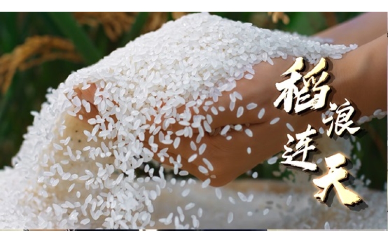 东北辽、吉、黑三省大米主要产区介绍