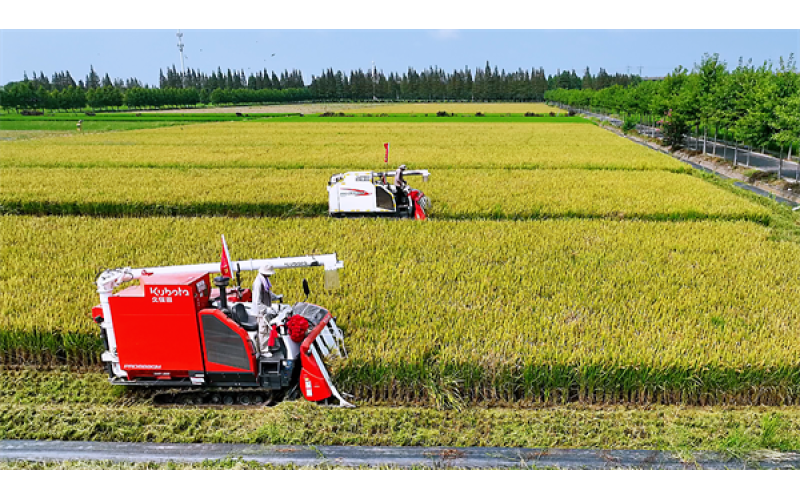 辽宁盘锦大米盐粳 939介绍