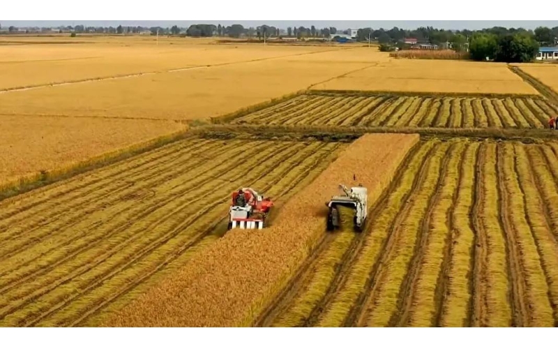 辽宁营口大米：从&ldquo;好丰景&rdquo;到&ldquo;好钱景&rdquo;